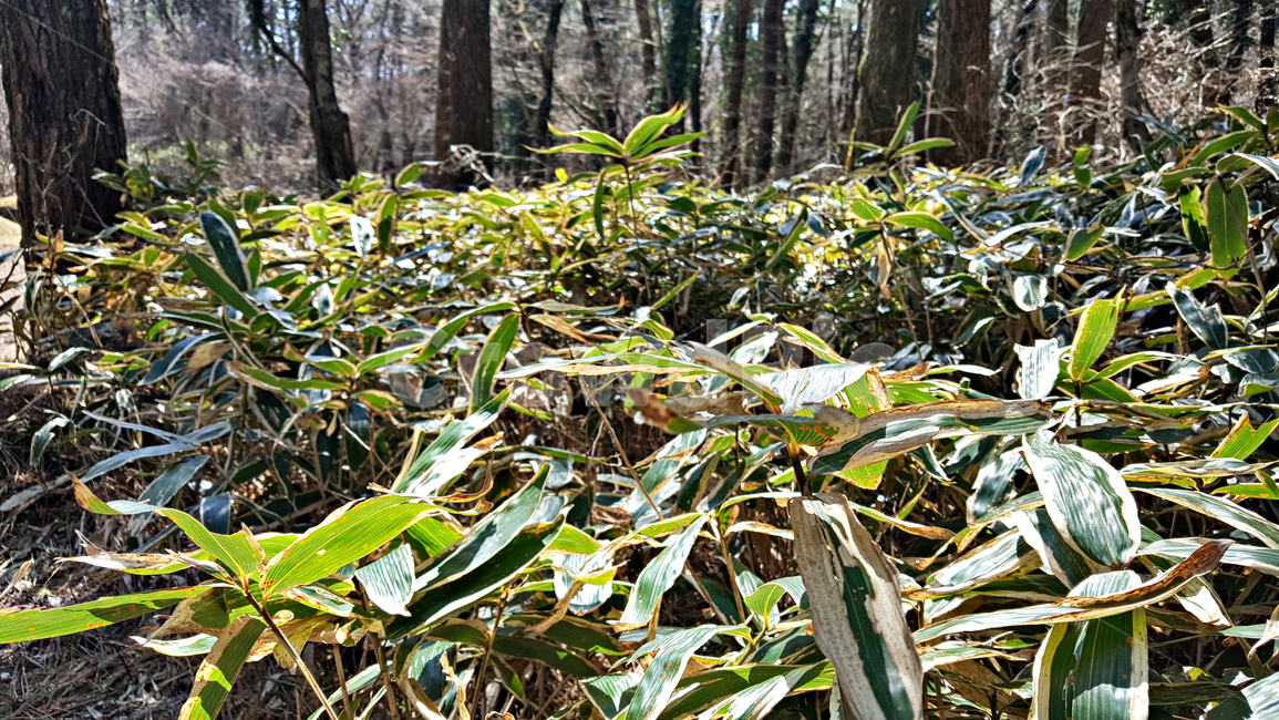 조릿대,plant,식물,tree,나무