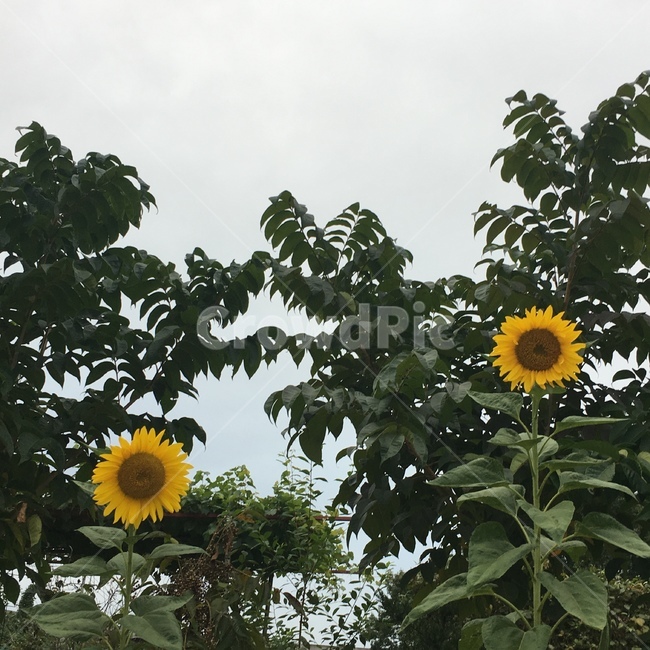 plant,식물,flower,blossom,꽃,sunflower,해바라기,식물,자연,plants,nature,꽃,flower