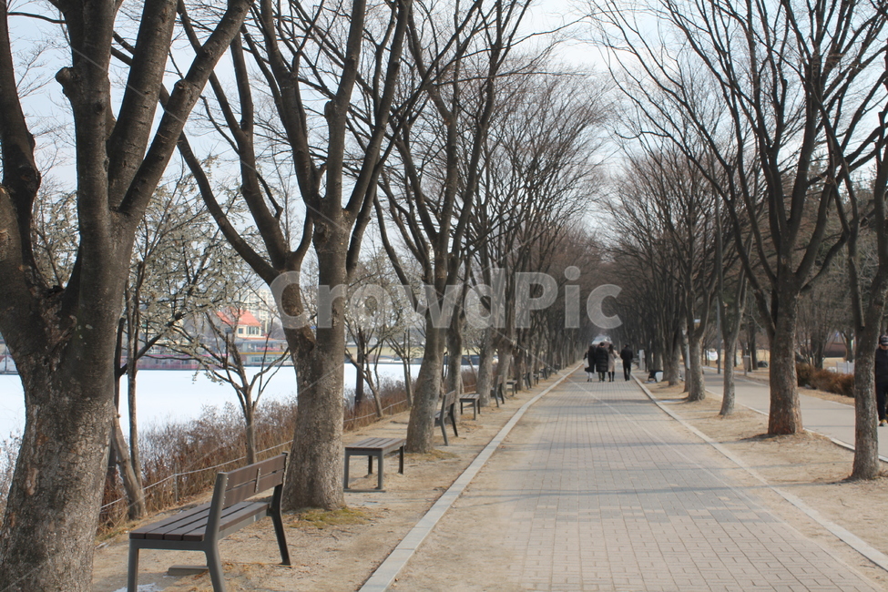 가로수,나무,공원,산책,산책로,풍경,자연,아름다움,휴식,겨울,계절,winter,season
