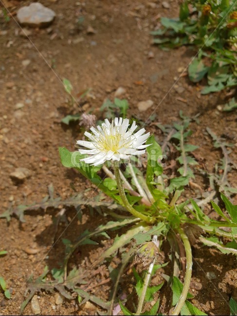 민들레,할미꽃,민들레홀씨,할머니,늙음,나이듬,봄,봄꽃,흩날릴것같은,실버,화이트,봄날,꽃,자연,꽃한그루,하얀민들레