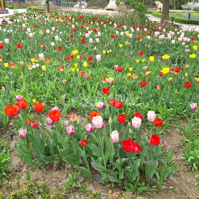 튤립,꽃,식물,식물원,정원