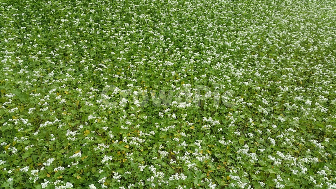 꽃,들꼿,배경,자연,풍경,봄,들,nature