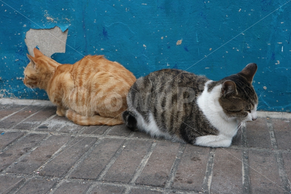 고양이,친구,Cats,Animals,동물,여행,동물,animal,포유류,mammal,고양이,cat,kitten,kitty