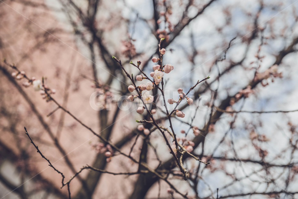 봄,벚꽃,꽃잎,flower,cheeryblossom,봄꽃