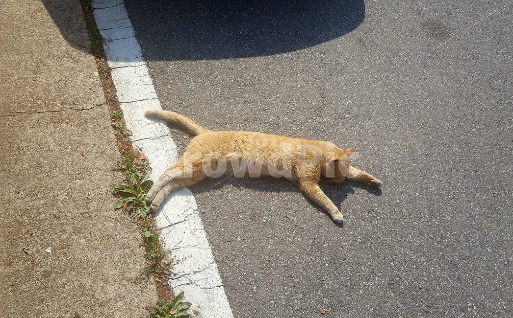 고양이,길고양이,냥이,치즈냥이,낮잠고양이,cat,동물,animal,포유류,mammal,고양이,cat,kitten,kitty