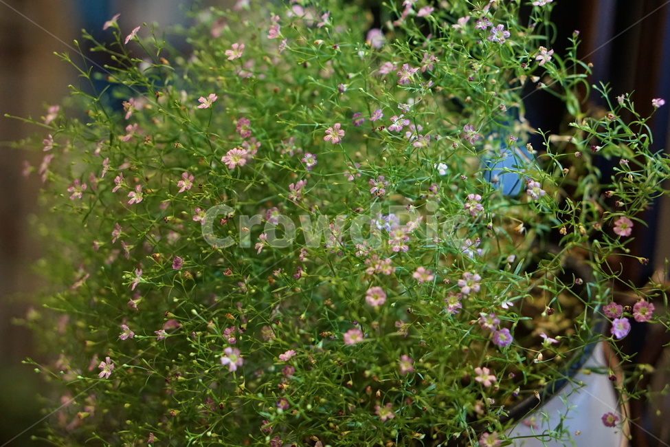 안개꽃,꽃,작은꽃,화분,하얀꽃,분위기,식물,자연,plants,nature,꽃,flower