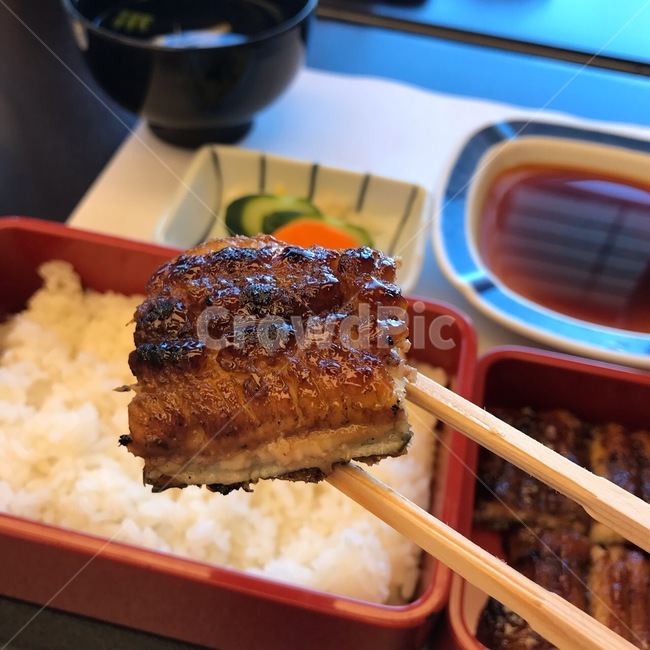 eel,도시락,세트,런치,접사,레스토랑,asia,japan,음식,식재료,요리,food,cook,meal,dishes,food reserves