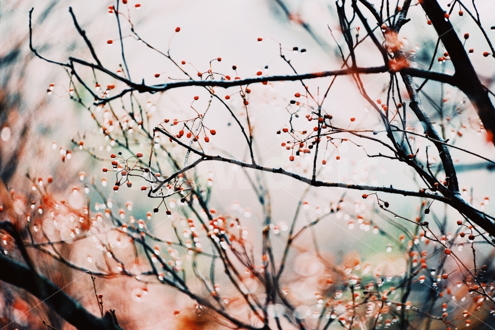 한국,경치,풍경,가을,비,꽃,빗방울,강,새,고요,아침,경관,자연,풍광,nature,landscape,한국자연풍경,한자연경관,koreanaturelandscape,감성,감정,sensible,feeling,emotion,계절,season,마을,rural,한국전통,한국문화,koreatraditional,koreaculture,plant,나무,trees,wood,식물,자연,plants,nature,나무,trees,wood,감성,sensible,feeling