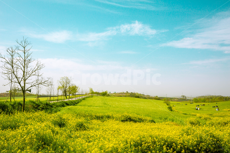 유채꽃,청보리,학원농장,고창,야외,자연,풍경,nature,landscape,outdoors,옥외,grassland,목초지,field,들