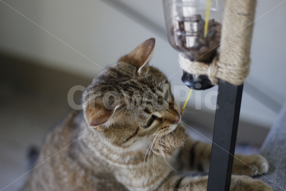 고양이,반려동물,유기묘,길냥이,애완동물,cat,pet,kitten,아기고양이,코숏,코리안숏헤어,동물,animal,캣맘,캣대디,사료,장난감,디스펜서,동물,animal,고양이,cat,kitten,kitty,포유류,mammal
