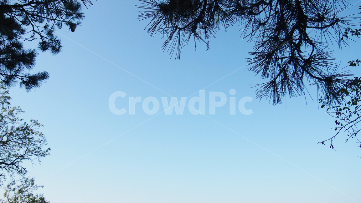 하늘,나무,실루엣,배경,그림자,자연,scenery,landscape,경치,branch,나뭇가지,nature,beautiful,winter,cool,mysterious,sky,green,silhouette,background,outdoors,dreamlike,refreshing,풍경,crystal,blue,object,forest,cold,tree,plant,식물,초목,겨울,frost,자연,풍경,nature,landscape