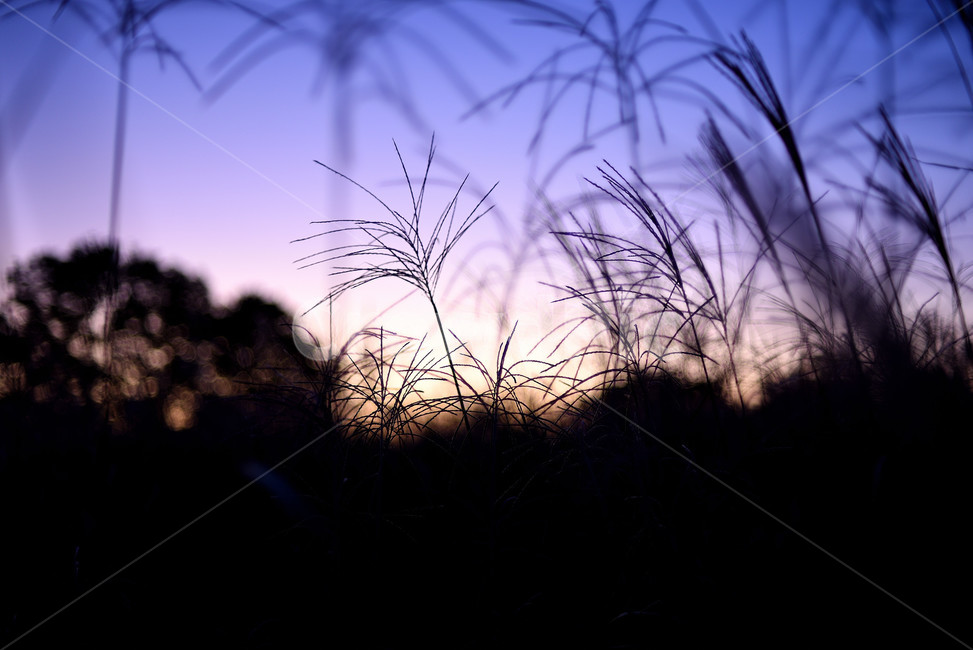 억새,갈대,가을,실루엣,하늘공원,식물,자연,plants,nature,실루엣,그림자,silhouette,shadow