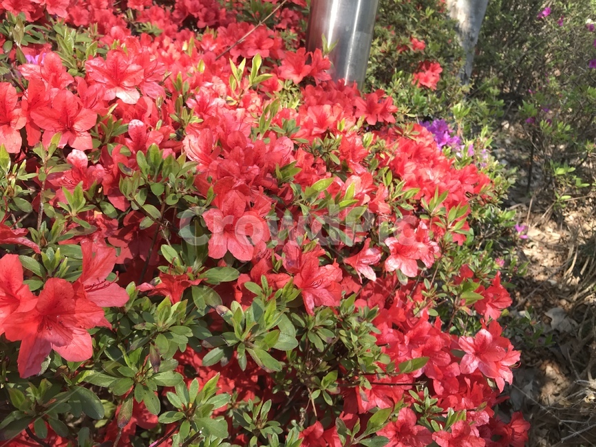 꽃,봄,철쭉,식물,자연,flower,식물,자연,plants,nature,꽃,flower