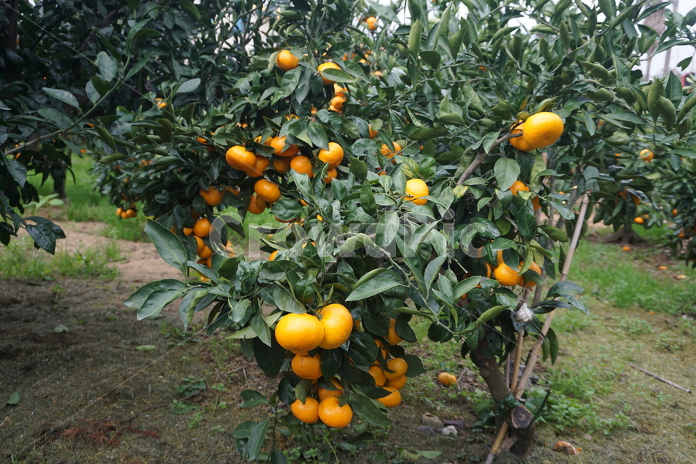 plant,식물,fruit,과일,귤,귤나무,제주도나무,열매,주황색,과일,열매,fruit