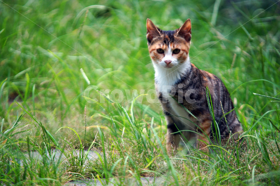 고양이,길냥이,냥이,반려묘,동물,cat