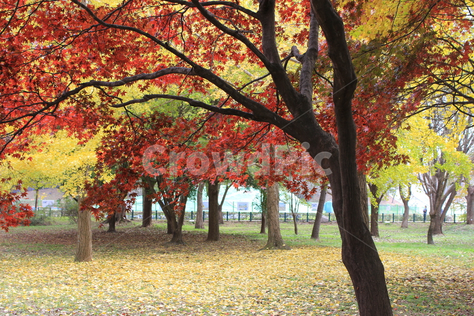 tree,나무,plant,식물,단풍,힐링,여행,쓸쓸함,낙엽,산책,소풍,가을,울긋불긋,가을,계절,fall,autumn,season,식물,자연,plants,nature,나무,trees,wood,tree trunk,나무 줄기
