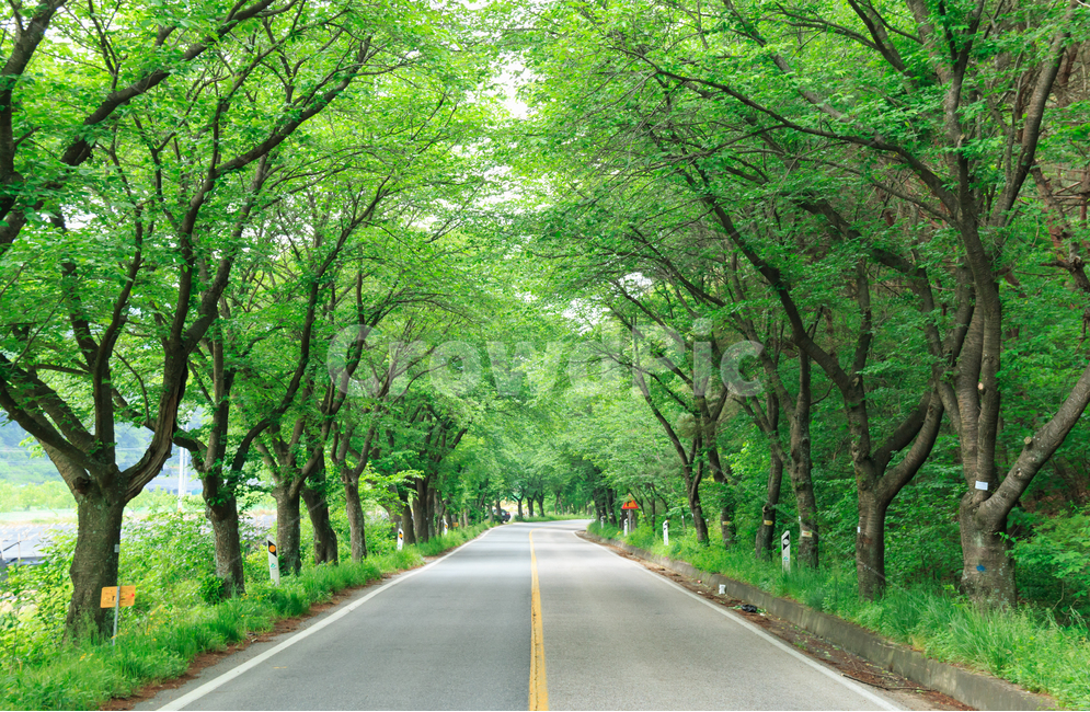 풍경,숲,숲길,도로,아스팔트,차도,이차선,중앙선,고요한,조용한,평화로운,시골길,경치,텅빈,국도,지방도로,나무,여름,터널,나무터널,상쾌한,녹색,녹음,초록색,시원한,여름,계절,summer,season,자연,풍경,nature,landscape,road,freeway,고속 도로