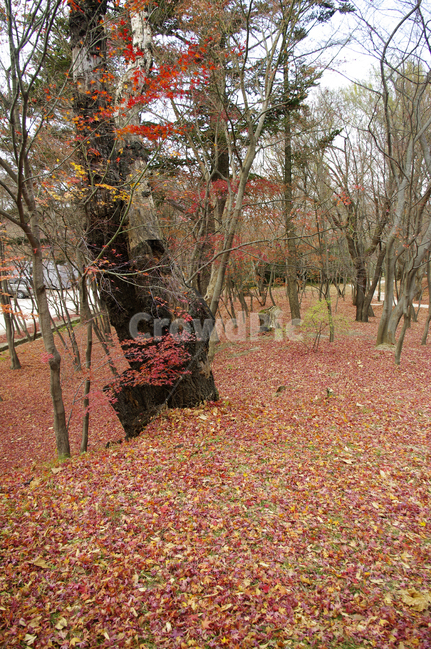 가을,fall,나무,식물,plant,단풍,잎,낙엽,숲,가을,계절,fall,autumn,season,자연,풍경,nature,landscape,tree,ground,바닥,leaf,tree trunk,나무 줄기