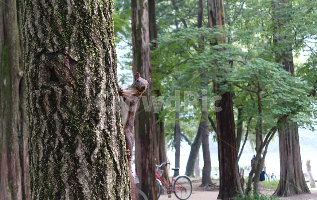 green pine hat,Wild green pine cap,Nami Island,Nami Island Cheongsolmo,wild animals