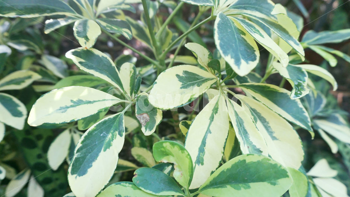 배경화면,식물,잎,자연,풀,plant,초록잎,leaf