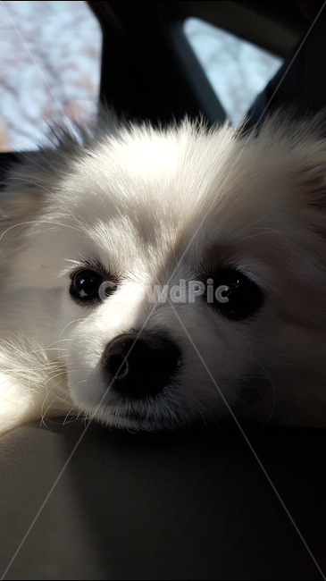 반려견,강아지,귀여운강아지,반려동물,강아지눈,개,dog,동물,animal,포유류,mammal,개,강아지,dog,doggy
