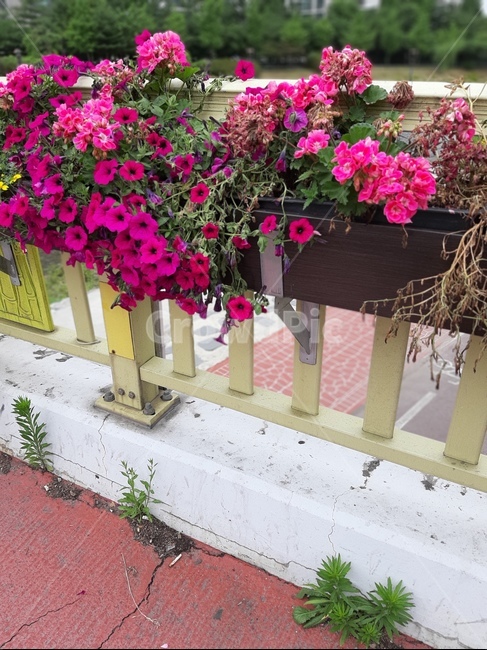 꽃,자연,다리,식물,flower