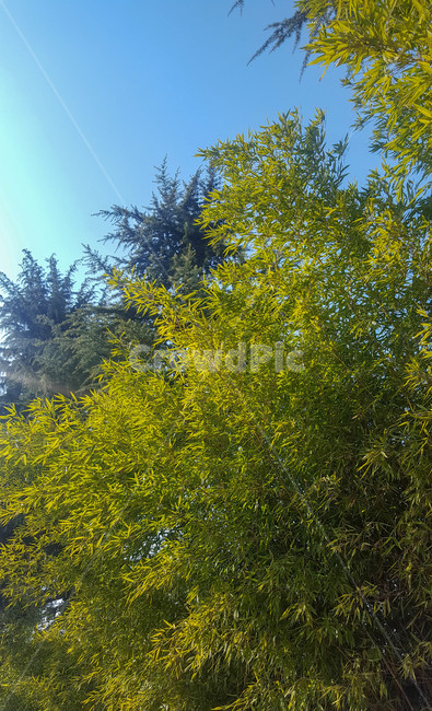 녹음,나무,하늘,힐링,나뭇잎,자연,풍경,nature,landscape,tree,plant,식물