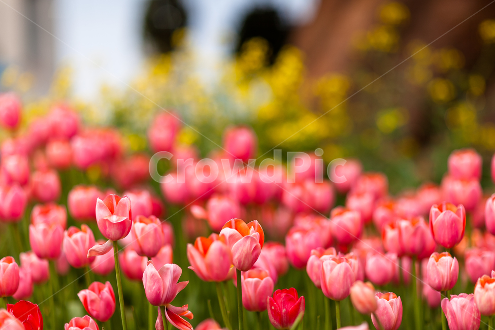 튤립,공원,꽃,튤립축제,꽃들,식물,자연,plants,nature,꽃,flower