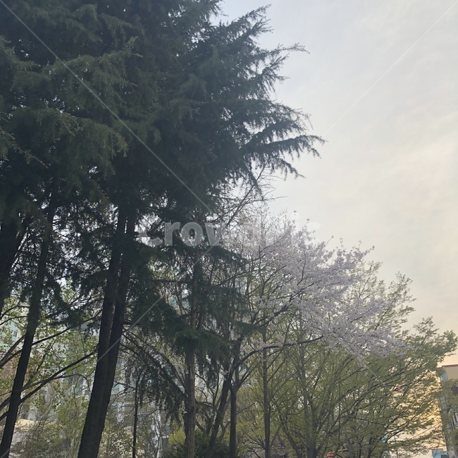 벚꽃,4월,예쁜,풍경,자연,나무
