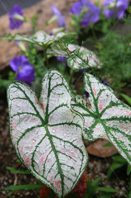 큰잎사귀,관엽식물,caladium,이슬,초록,흰색,자연,공원,물방울,큰잎,식물