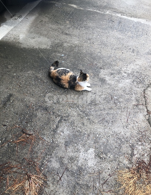 아스팔트,고양이,cat,삼색고양이,휴식,동물,animal,포유류,mammal,고양이,cat,kitten,kitty