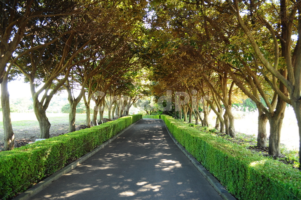 나무,길,그림자,자연,풍경,자연풍경,제주도,자연,풍경,nature,landscape,outdoors,옥외,garden,정원,arbour,정자,asphalt,아스팔트,road,도로