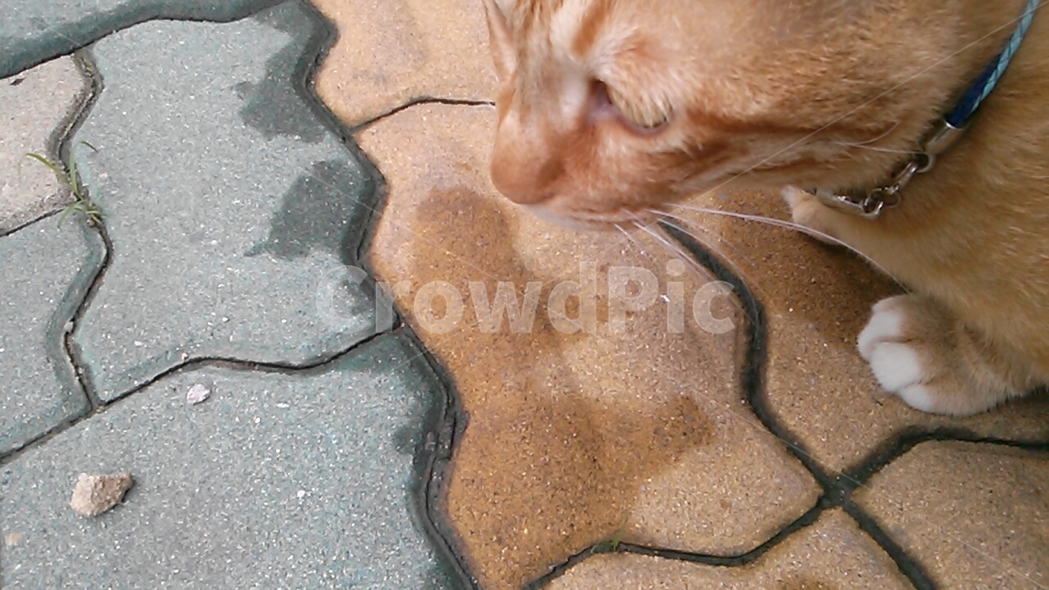 철조망,보도블럭,고양이,길고양이,wirefence,fence,constructionwork,precastpavers,cat,kitty