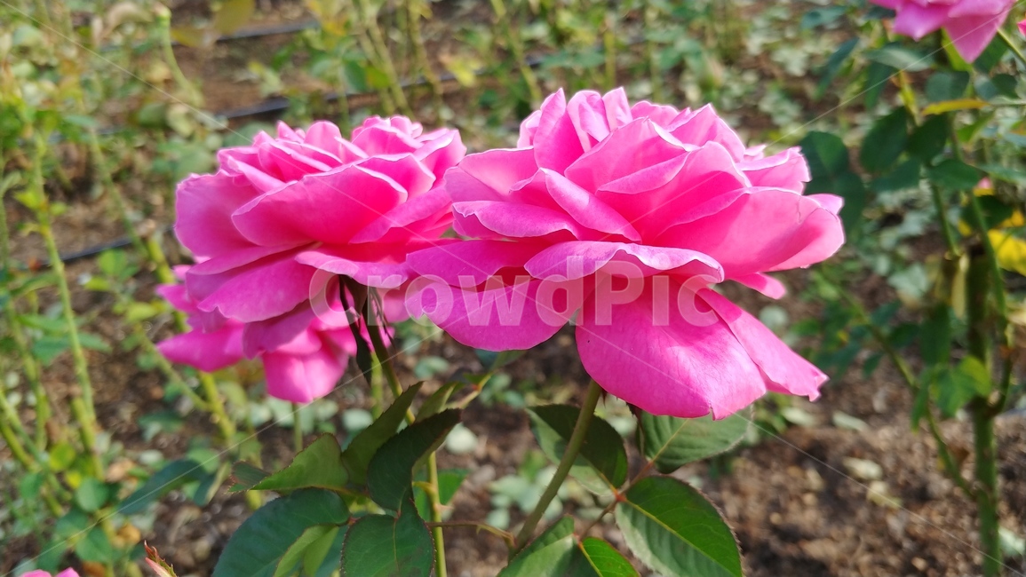 꽃,식물,rose,flower,장미,식물,자연,plants,nature,꽃,flower
