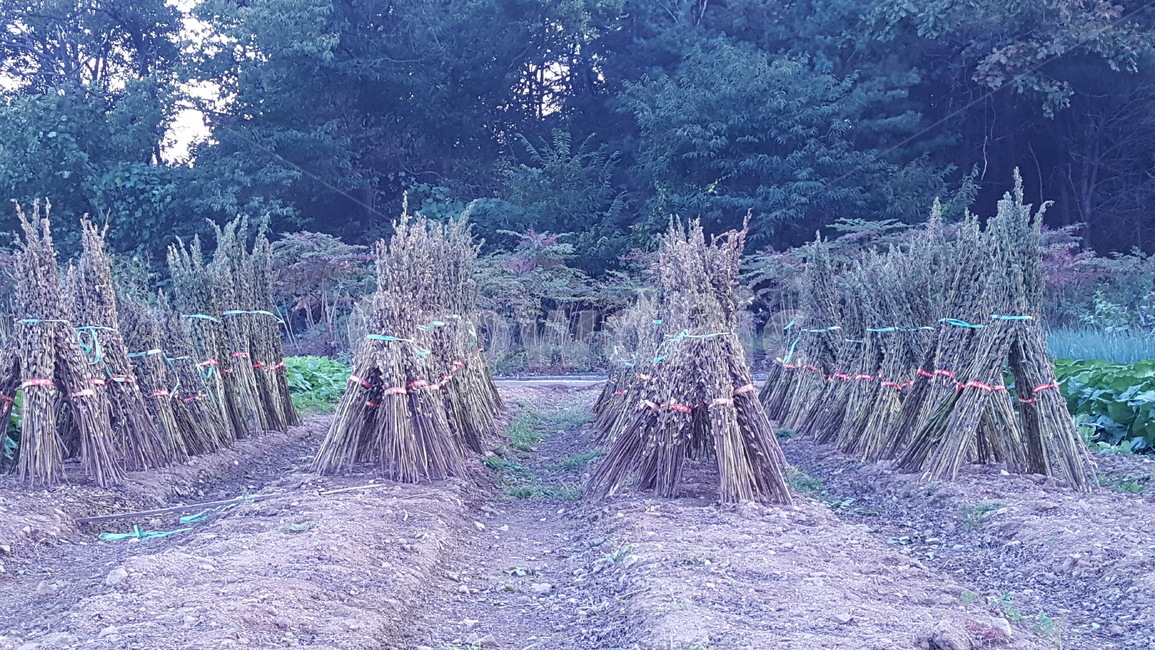 가을,풍경,들깨,추수,작물,쓸쓸함,산업,industry,industrial,농업,농사,agriculture,farming,farming industry