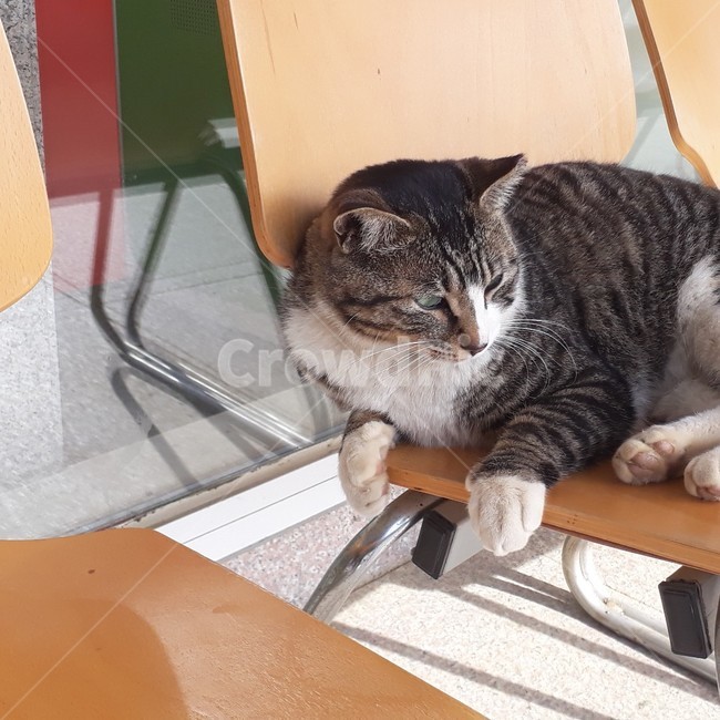 furniture,가구,고양이,길냥이,얼룩냥이,무심한,의자,동물,animal,포유류,mammal,고양이,cat,kitten,kitty