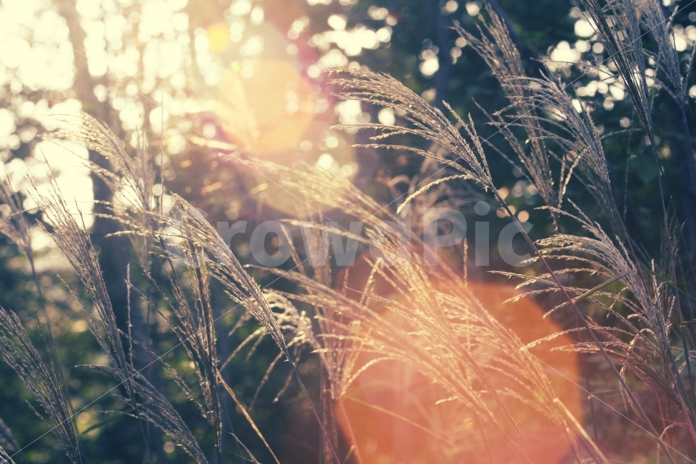 가을,풍경,식물,여행,감성,가을,계절,fall,autumn,season,식물,자연,plants,nature,감성,sensible,feeling,grass,잔디,plant