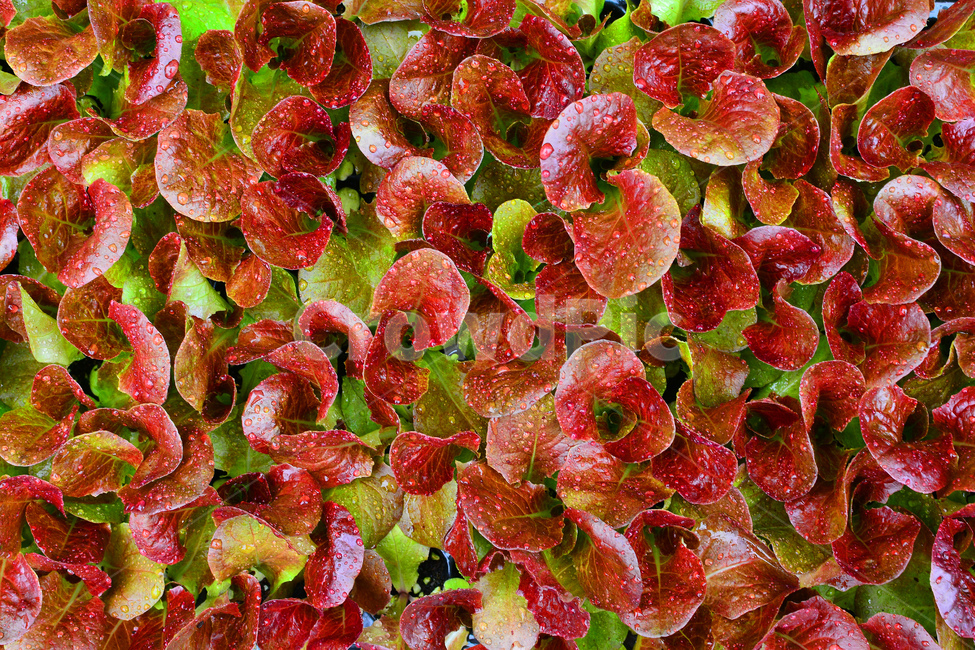 채소,야채,쌈채소,방풍나물,봄나물,음식,식재료,food,green,fresh,신선한,싱싱한,plant,건강식품,푸성귀,건강식,vegetable,상추,적상추,채소밭,어린,섬유질,다이어트,이슬,물방울,식물,자연,plants,nature,음식,식재료,요리,food,cook,meal,dishes,food reserves,채소,야채,vegetables