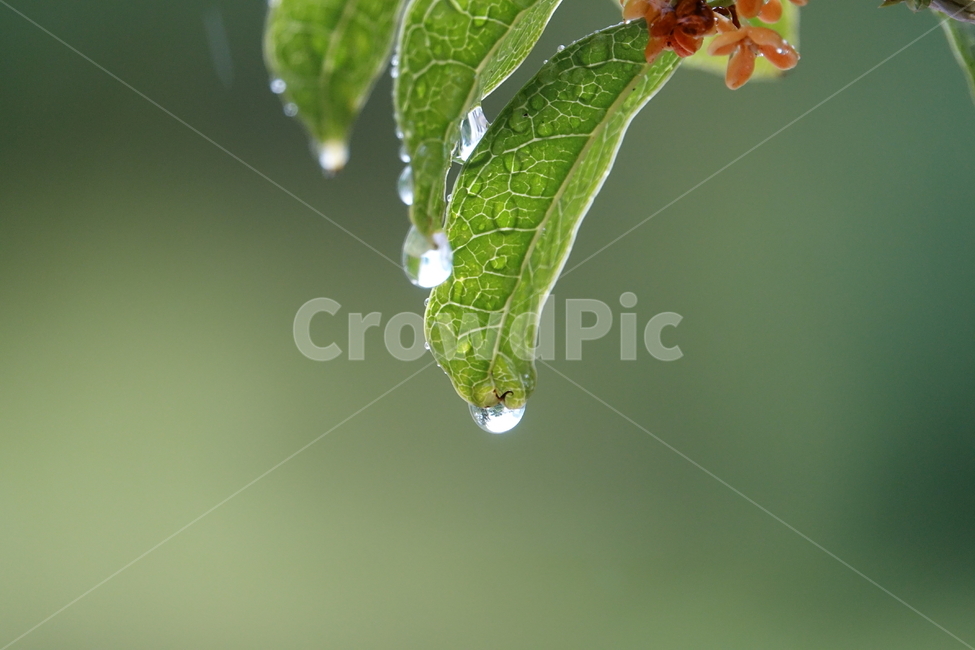 비,빗물,깨끗함,싱그러움,나뭇잎,봄비,장마,식물,자연,plants,nature,비,비오는날,rain,rainy