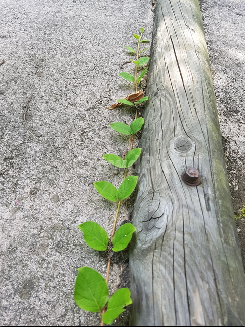 식물,나무,줄기,자연,조화,직선,식물,자연,plants,nature