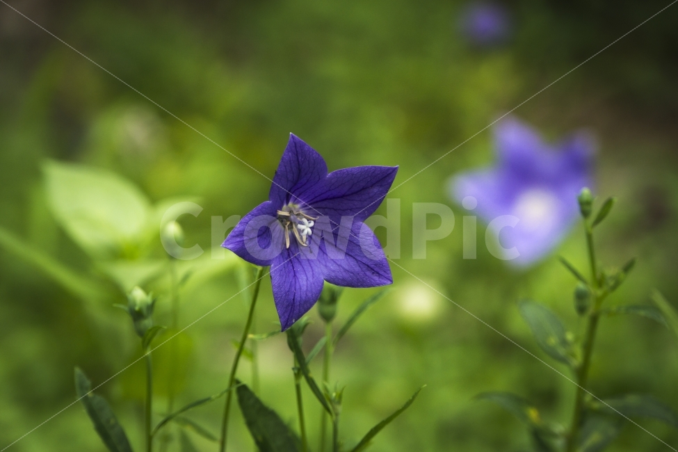 7월,기청산식물원,도라지꽃,식물,여름,여행,자연,포항,힐링,flower,식물,자연,plants,nature,꽃,flower