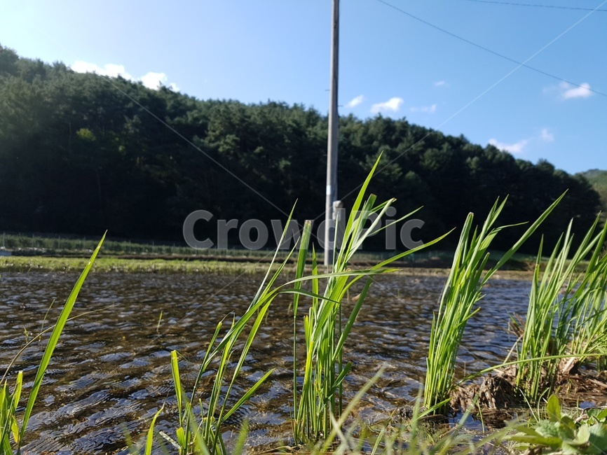 자연,식물,땅,outdoors,옥외,벼,plant,가을,추수,하늘,구름,산,물,논,흙,잡초,수확,햇볕,시골
