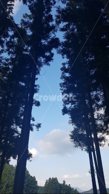 편백숲,숲,자연,나무,tree,자연,풍경,nature,landscape,plant,식물
