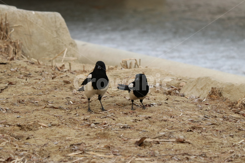 새,까치,자연,연인,bird