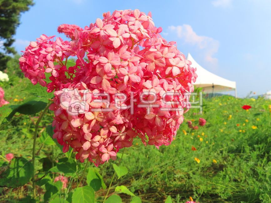 수국,꽃,수국화,식물,자연,자양화,수구화,관상용,범의귀과,잎,꽃잎,공원,산책로,산책길,하늘,맑은하늘,푸른하늘