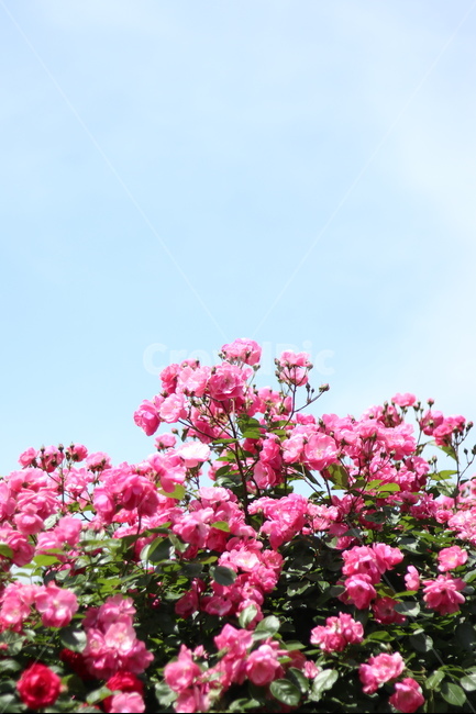 장미,핑크,5월,풍경,맑음,빛,식물,자연,plants,nature,꽃,flower