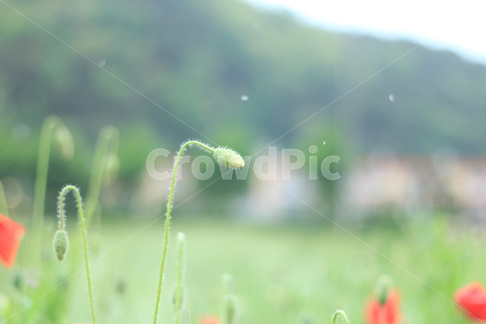 여름,시작,양귀비,위안,꽃,식물,자연,plants,nature,꽃,flower