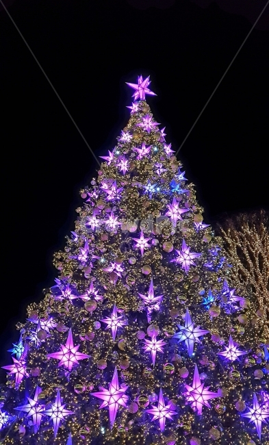 크리스마스,성탄절,트리,송년,크리스마스트리,christmas,xmas,tree,겨울,계절,winter,season,야경,밤,풍경,nightscape,night,landscape,나무,trees,wood,기념일,축하,anniversary,congratulation,celebrate,celebration,메리크리스마스,성탄절,merry christmas,ornament,장식,plant,식물,christmas tree,크리스마스 트리