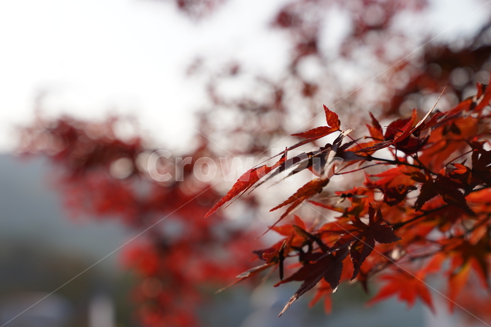 단풍,나무,붉은단풍,식물,가을,가을,계절,fall,autumn,season,leaf,잎,plant,invertebrate,무척추 동물,insect,곤충,animal,동물,tree