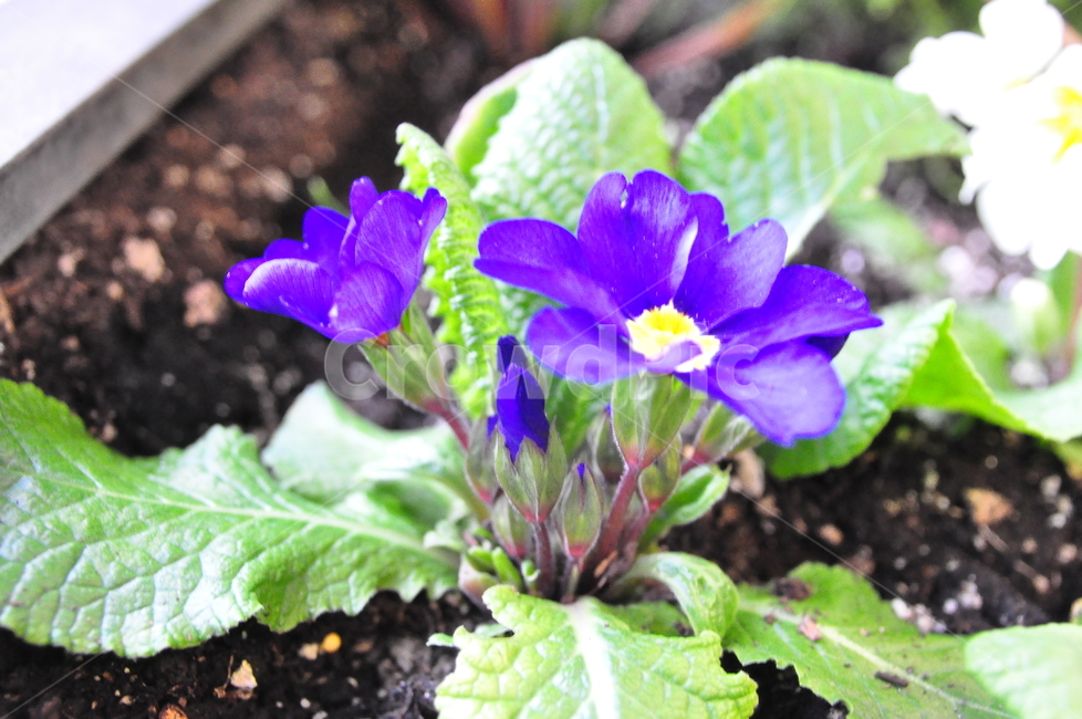 꽃,보라꽃,flower,식물,화분